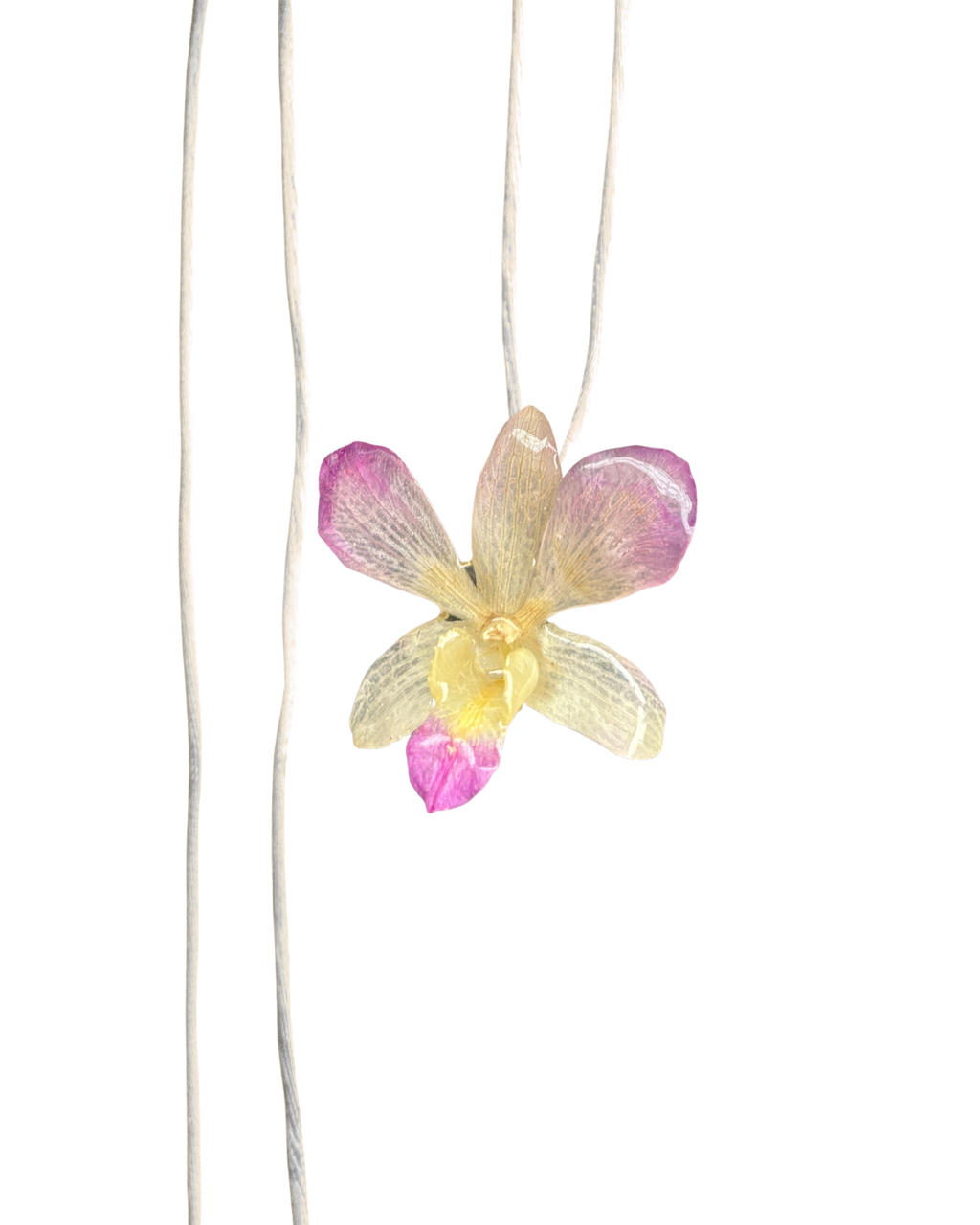 LAZOS • Personalizable