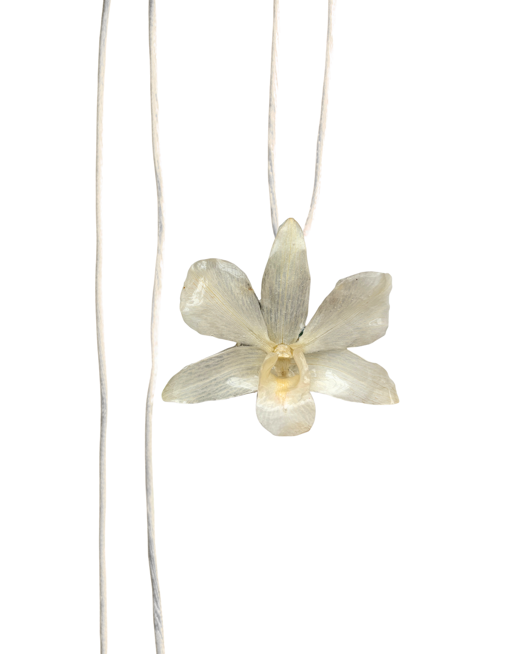 LAZOS • Personalizable