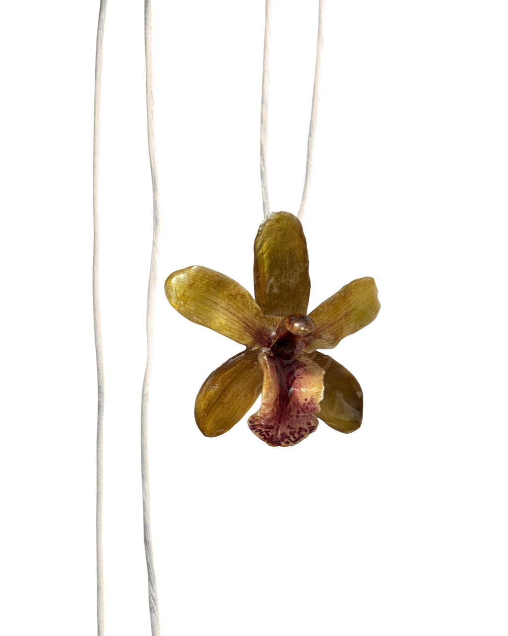 LAZOS • Personalizable