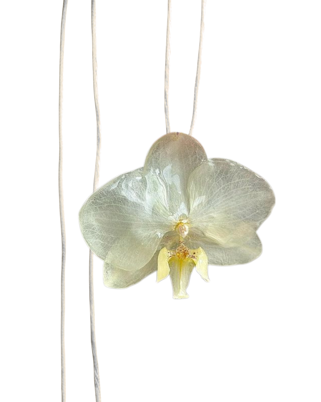 LAZOS • Personalizable