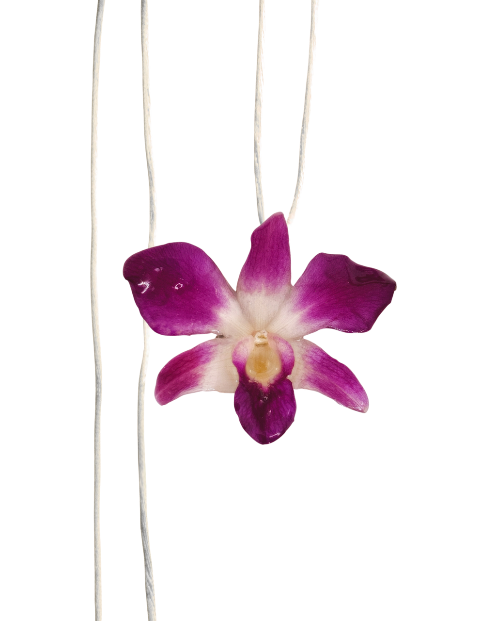 LAZOS • Personalizable