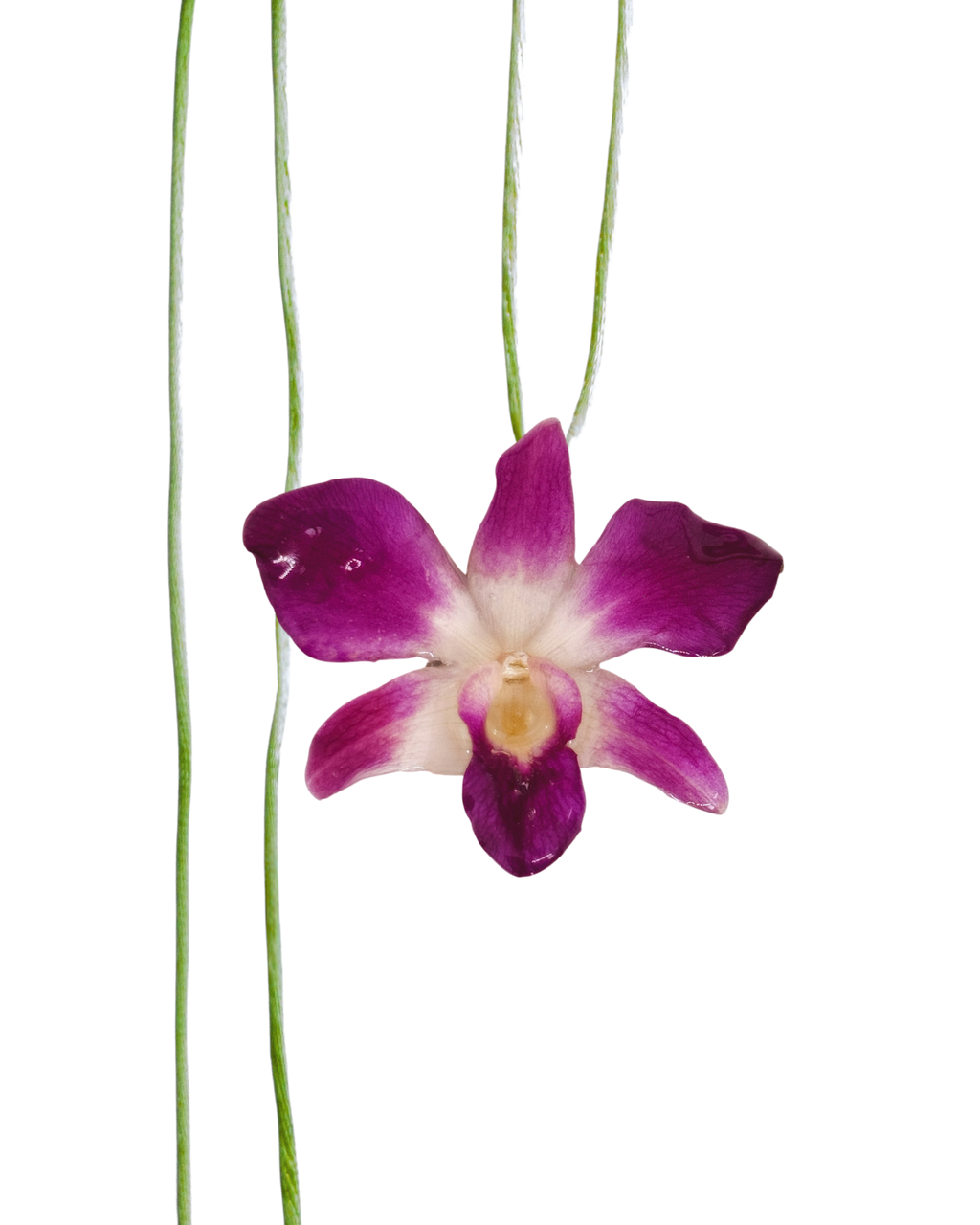 LAZOS • Personalizable