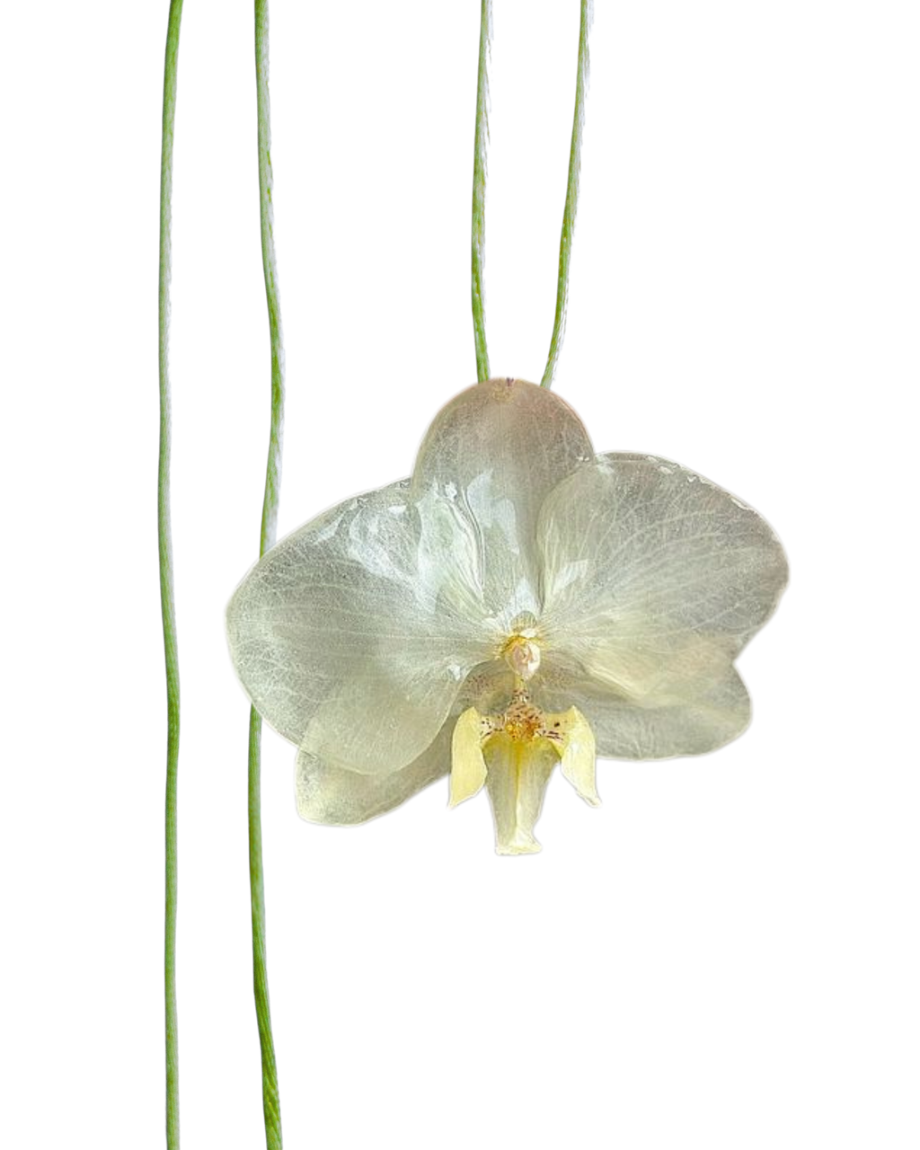 LAZOS • Personalizable