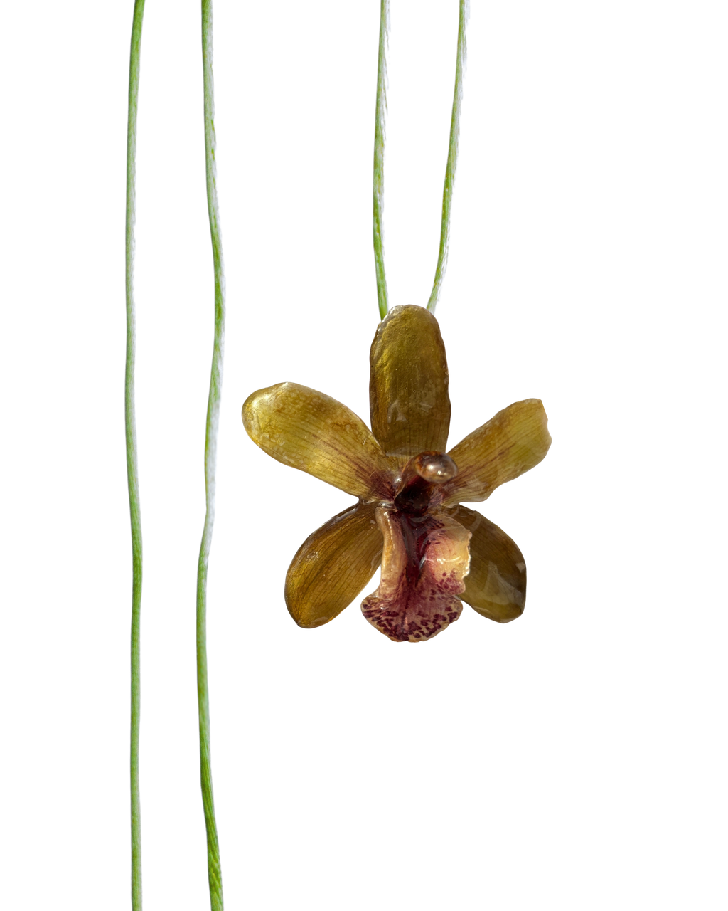 LAZOS • Personalizable