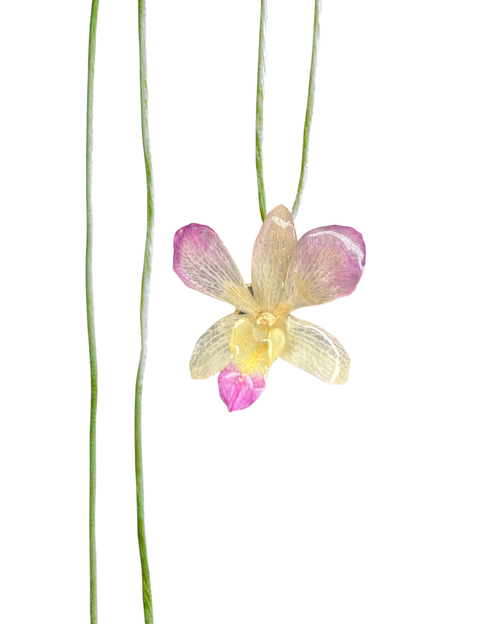 LAZOS • Personalizable