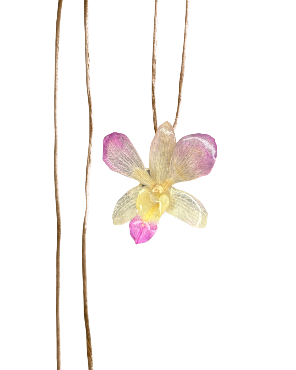 LAZOS • Personalizable