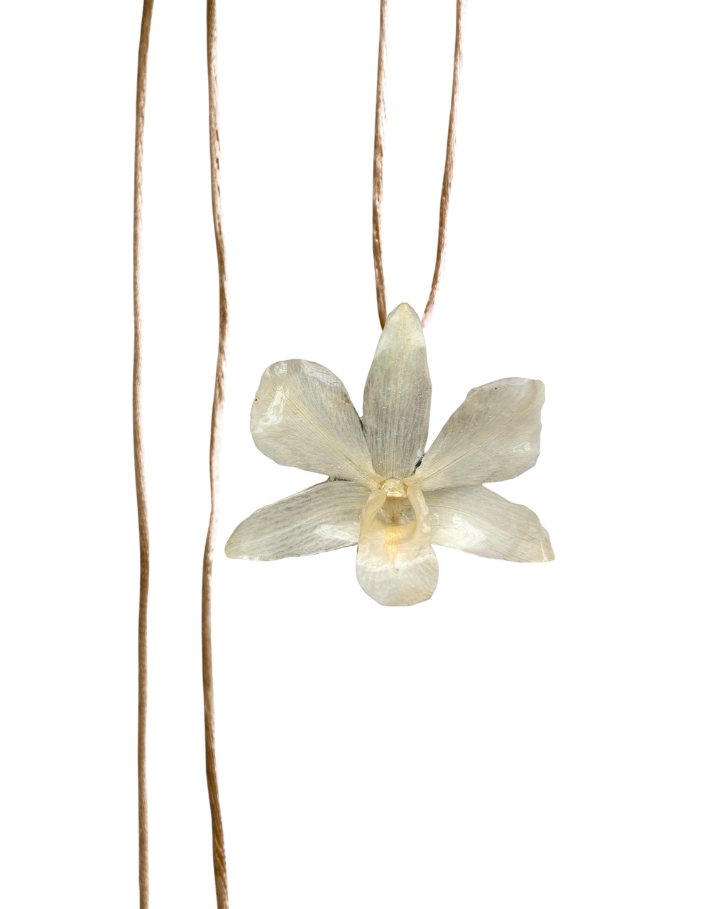 LAZOS • Personalizable