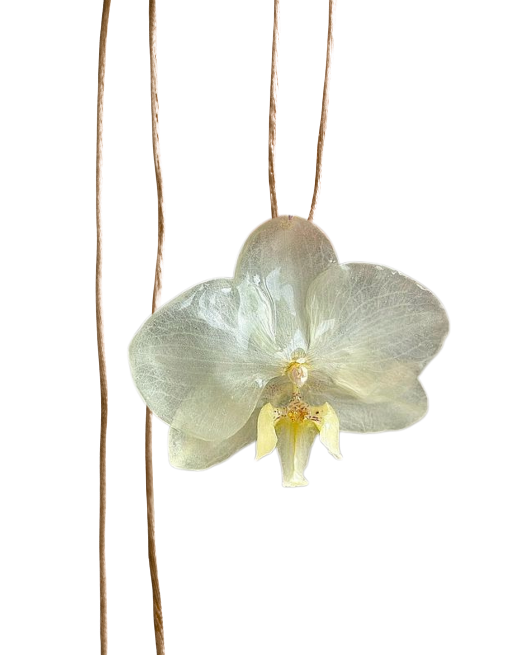 LAZOS • Personalizable