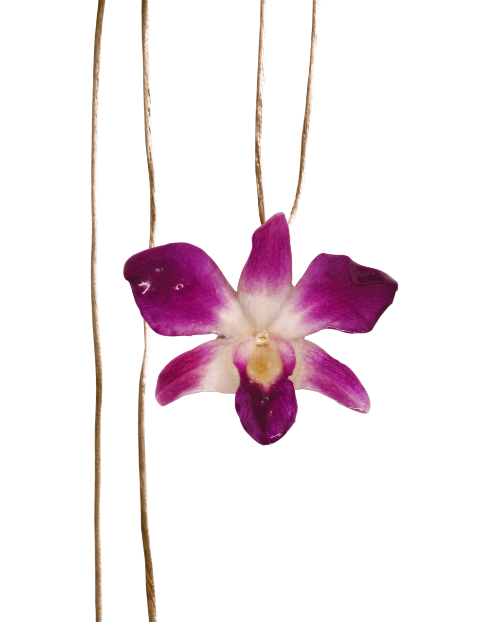 LAZOS • Personalizable