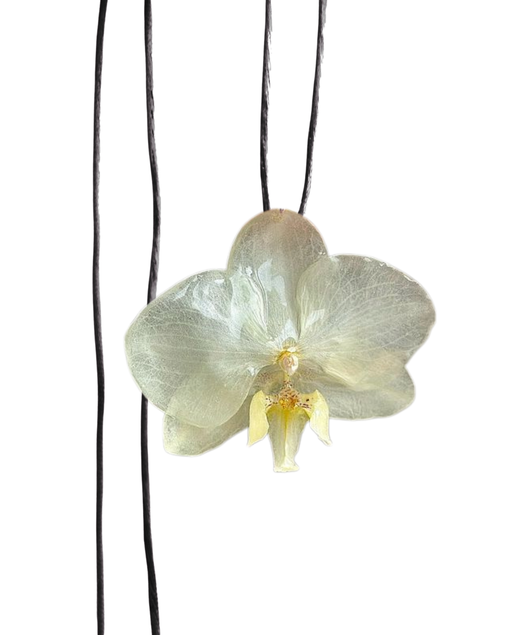 LAZOS • Personalizable