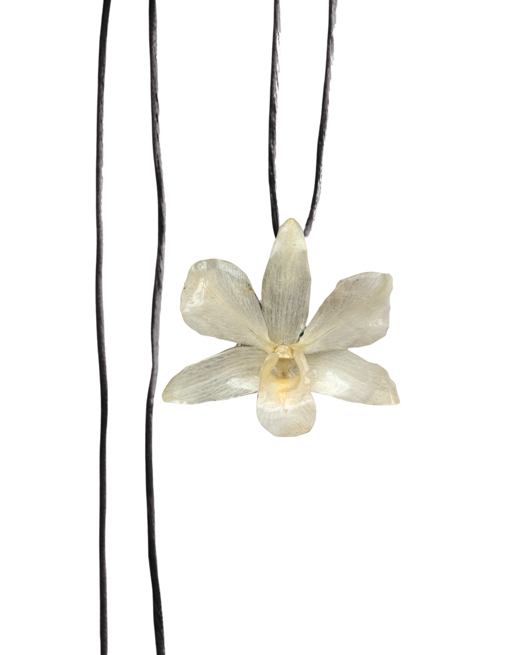 LAZOS • Personalizable