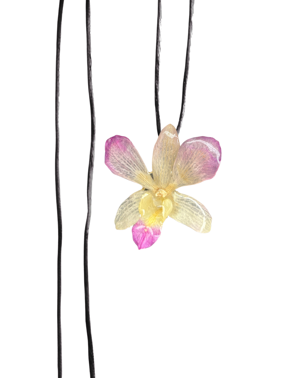 LAZOS • Personalizable