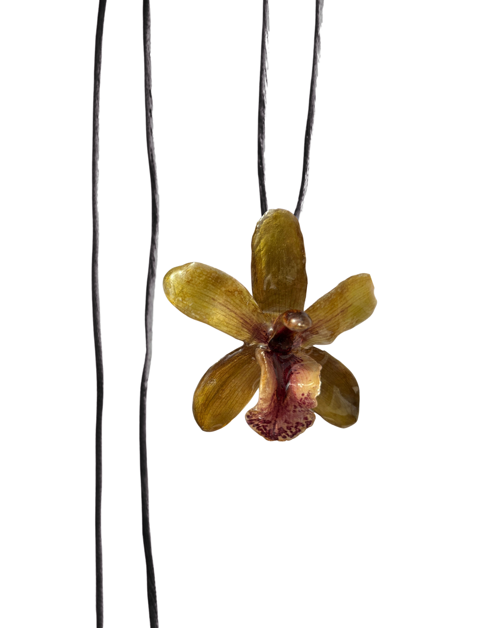 LAZOS • Personalizable