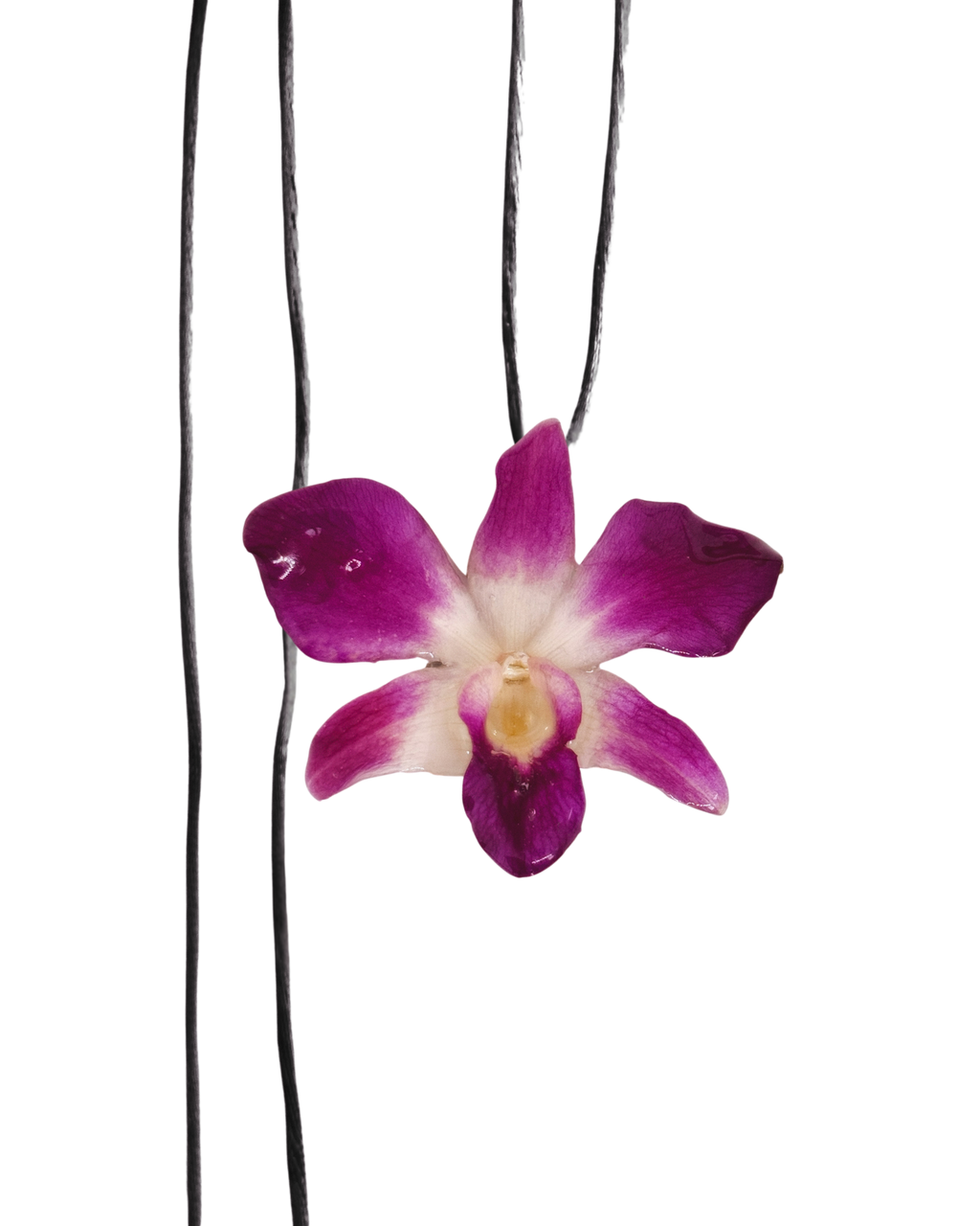 LAZOS • Personalizable